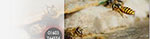 Wasp Nest Removal Norwich