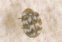 Carpet Beetle