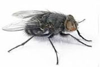 Cluster Flies