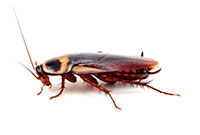 Cockroach