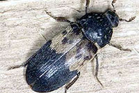 Larder Beetle