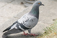 Pigeons