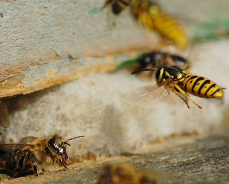 Wasp Removal